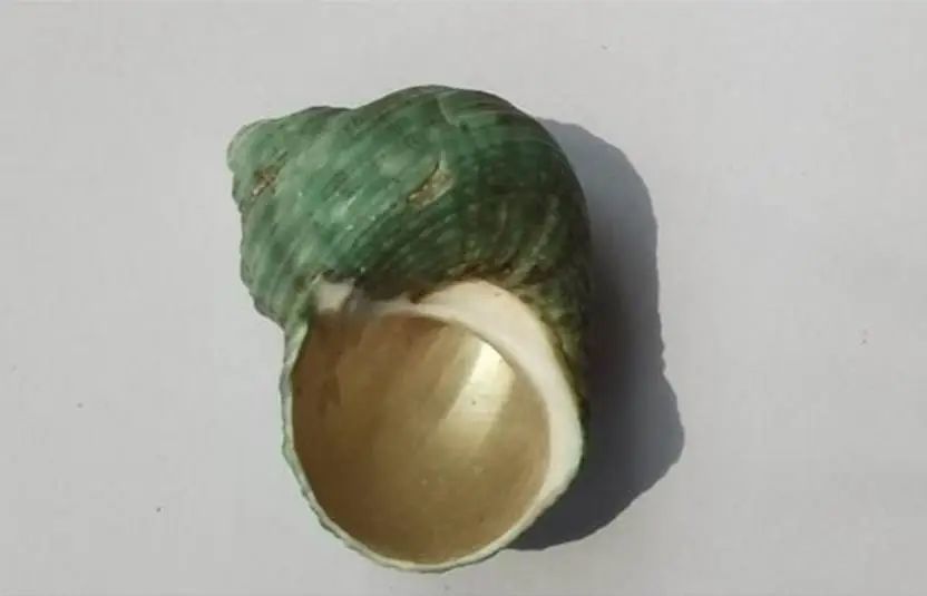 海南海鲜贝类有哪些,海南海鲜贝类