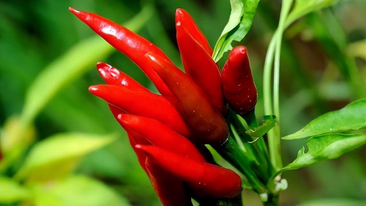 糖尿病患者吃辣椒对血糖影响大吗,糖尿病吃辣椒对血糖有影响吗