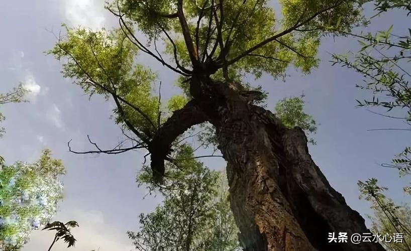 白居易最出名的闲适诗,白居易一首意境绝美的诗