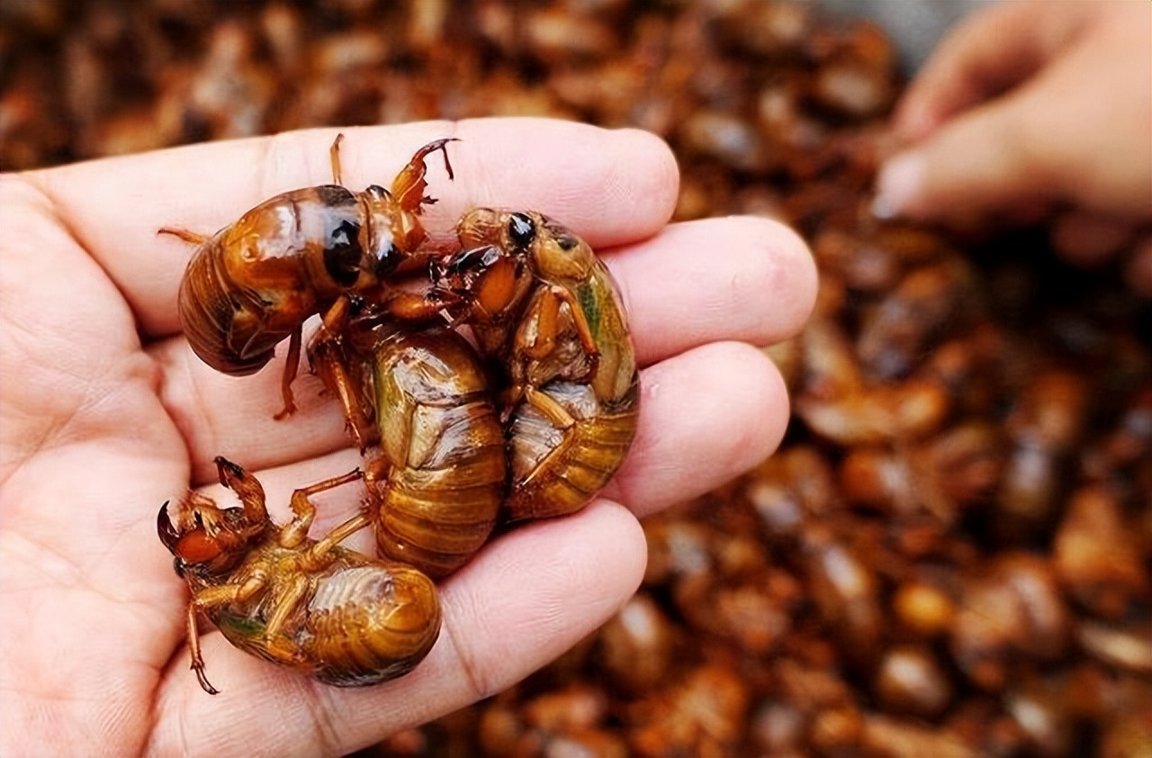 丽水市知了批发多少钱一斤,浙江丽水收知了多少一斤