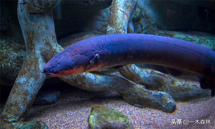 两条电鳗养一起会互相电死吗,两个电鳗在一起会不会互相电晕