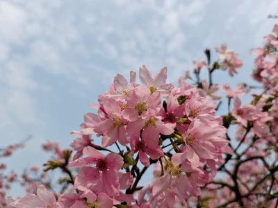用什么可以拍出美丽花草的照片,6个技巧拍好花卉照片