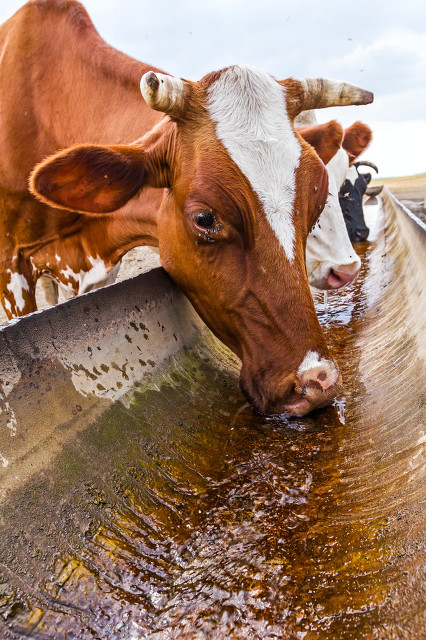 动物寄生虫感染的症状,什么动物易感染寄生虫