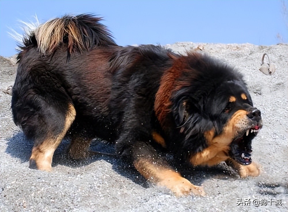 护主能力最强的狗不被禁养,新手推荐养什么狗好会护主