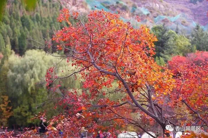俺莱芜有美景|四季予你诗画香山