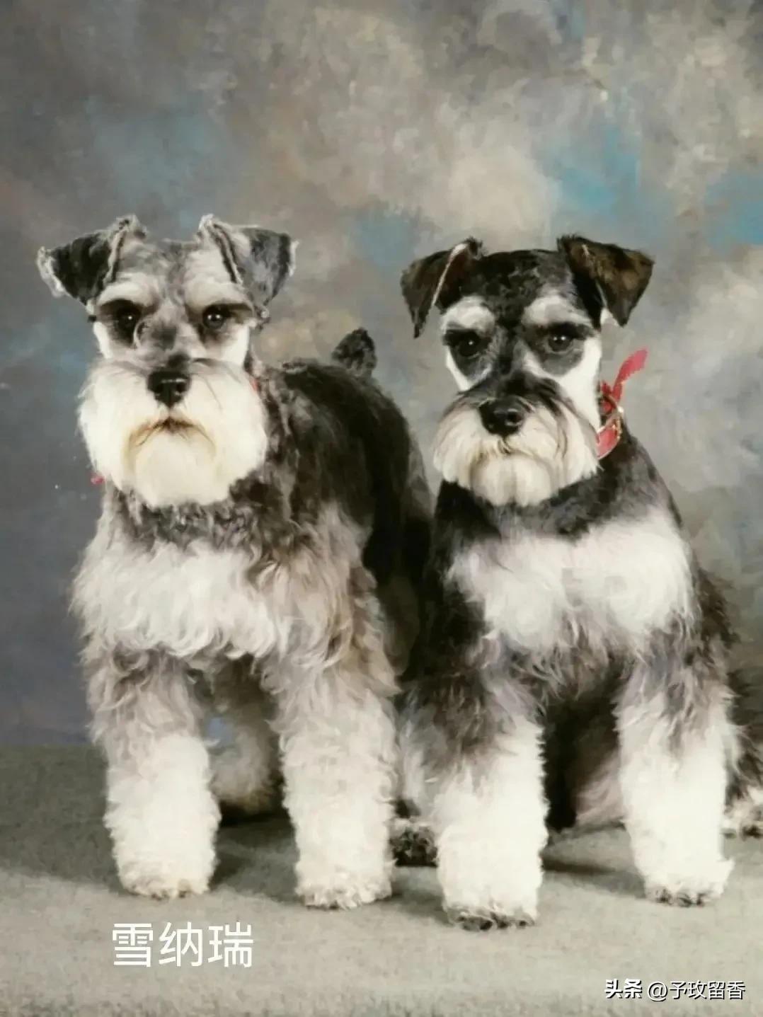 宠物狗应该怎么养详细介绍科普,宠物狗喂养及训练方法有哪些