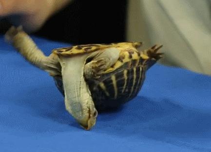 乌龟背朝下能自己翻过来吗,把乌龟翻过来四脚朝天会不会死