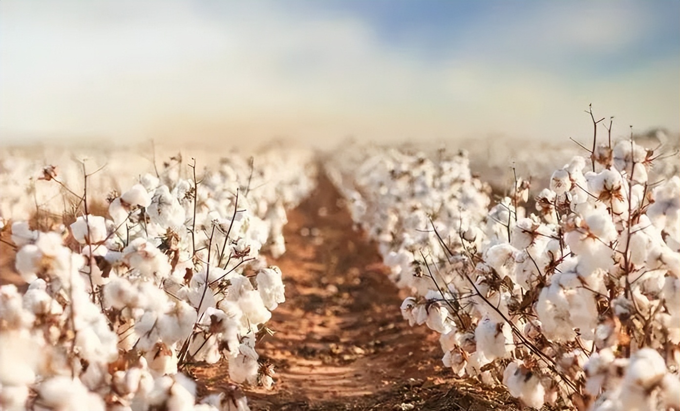 韩国经历第一次“双11爆仓”/李宁拟全资控股英国知名鞋履品牌