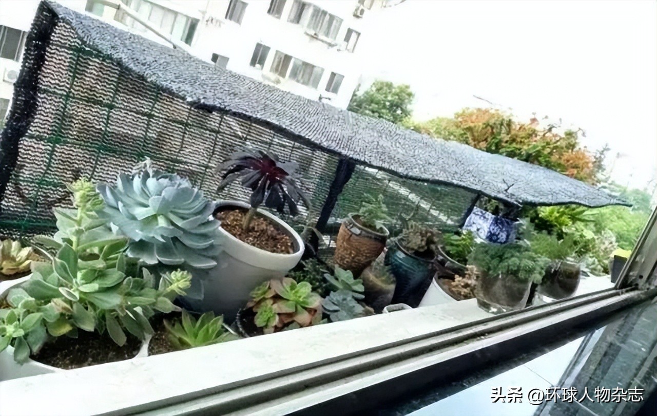 江苏姑娘养多肉,山东女子在家养千盆多肉