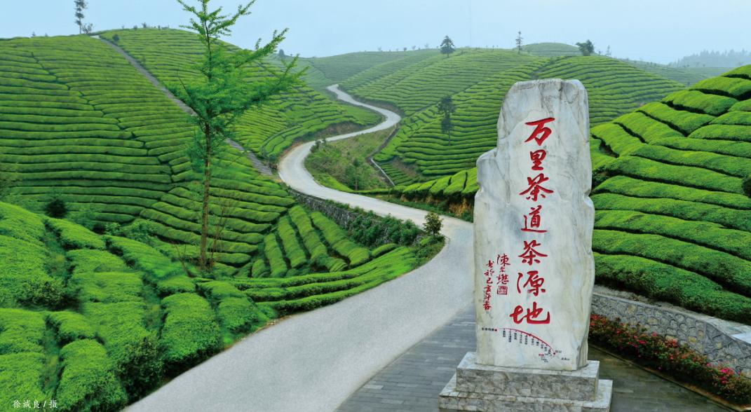 恩施硒茶品牌整合,恩施硒茶功效与作用