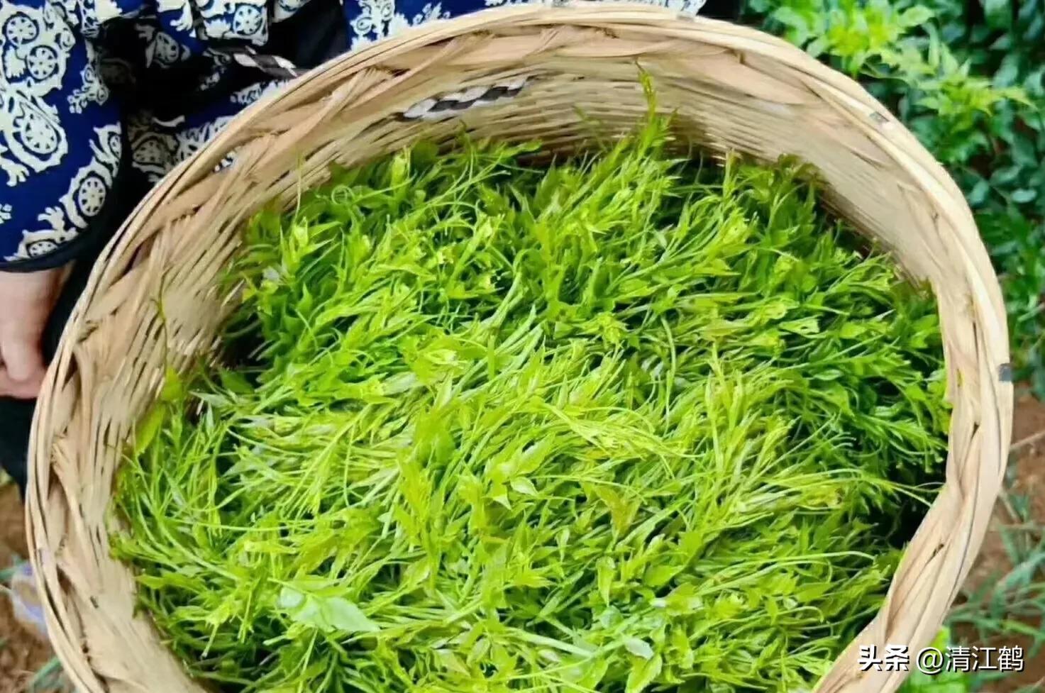 扦插藤茶苗生根的方法,藤茶扦插后不发芽怎么处理