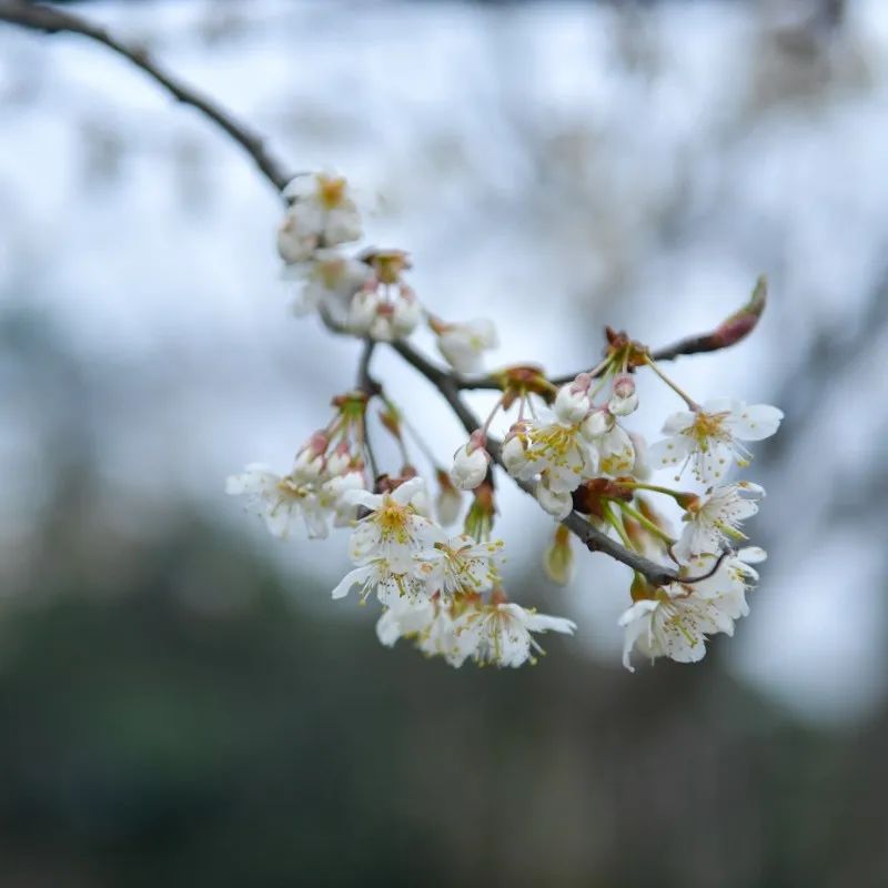 2024年蒲江樱花节,蒲江樱桃花节
