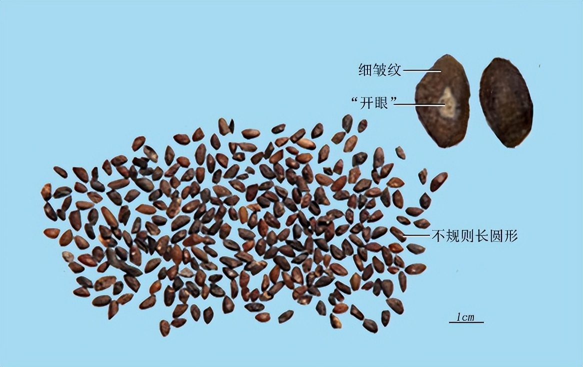 带你认识识别各种车,识别车前子