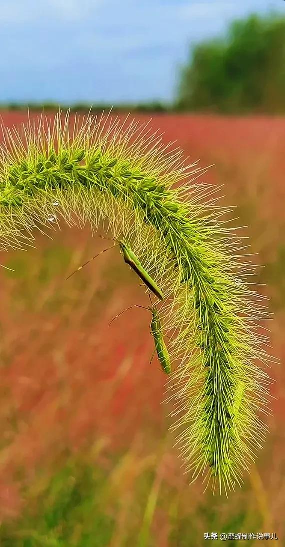 鸟语花香百花争艳让人陶醉,宁静祥和鸟语花香