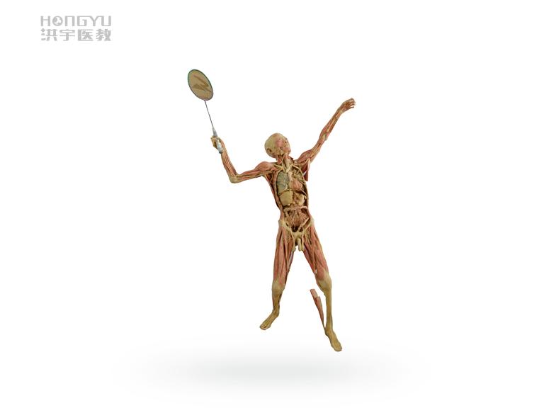 生物标本制作工艺及科学管理,塑化标本制作技术的进展