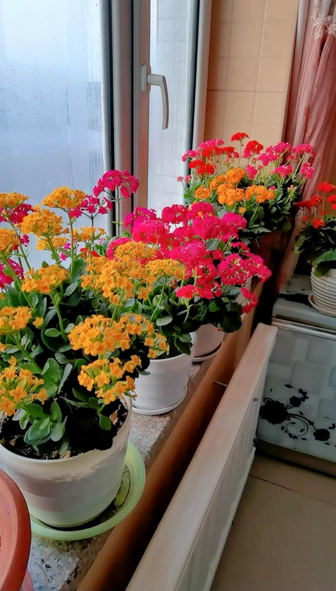 分享精美花朵图片,分享春天的图片大全