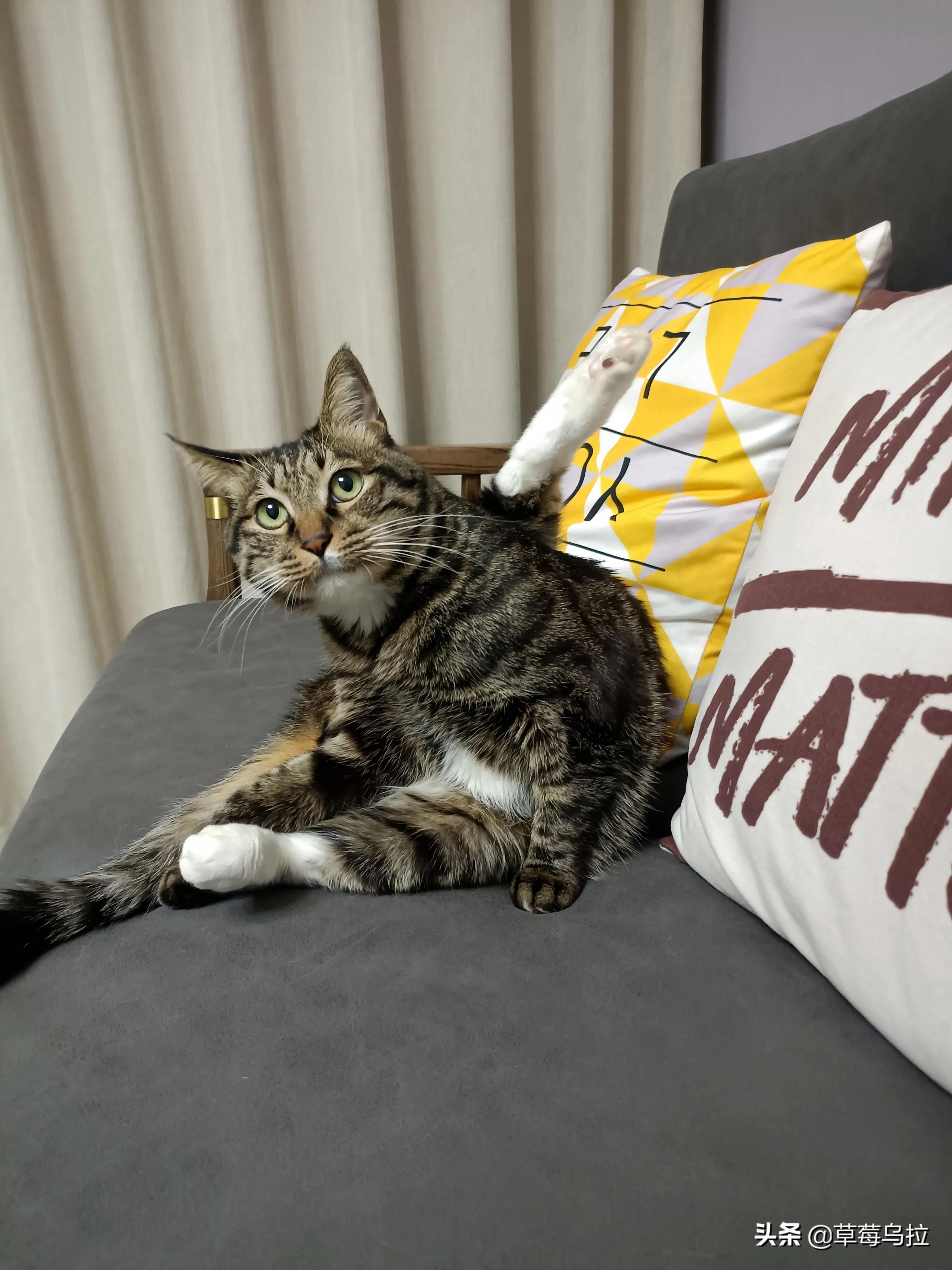 养土猫会不会被人看不起,养土猫真的就低人一等吗