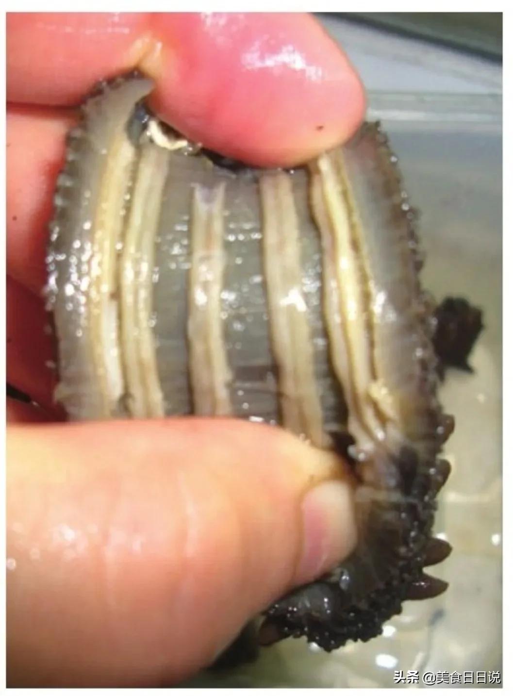 教你学正宗的海参做法,教学做菜海参