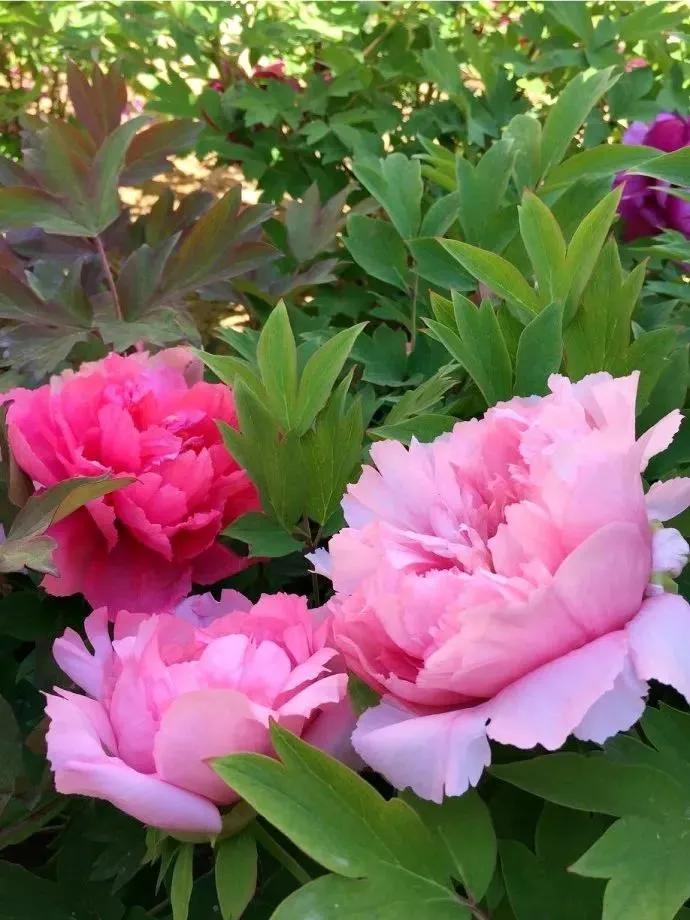 这二十幅极品花卉越看越醉,超好看又耐看的花卉图