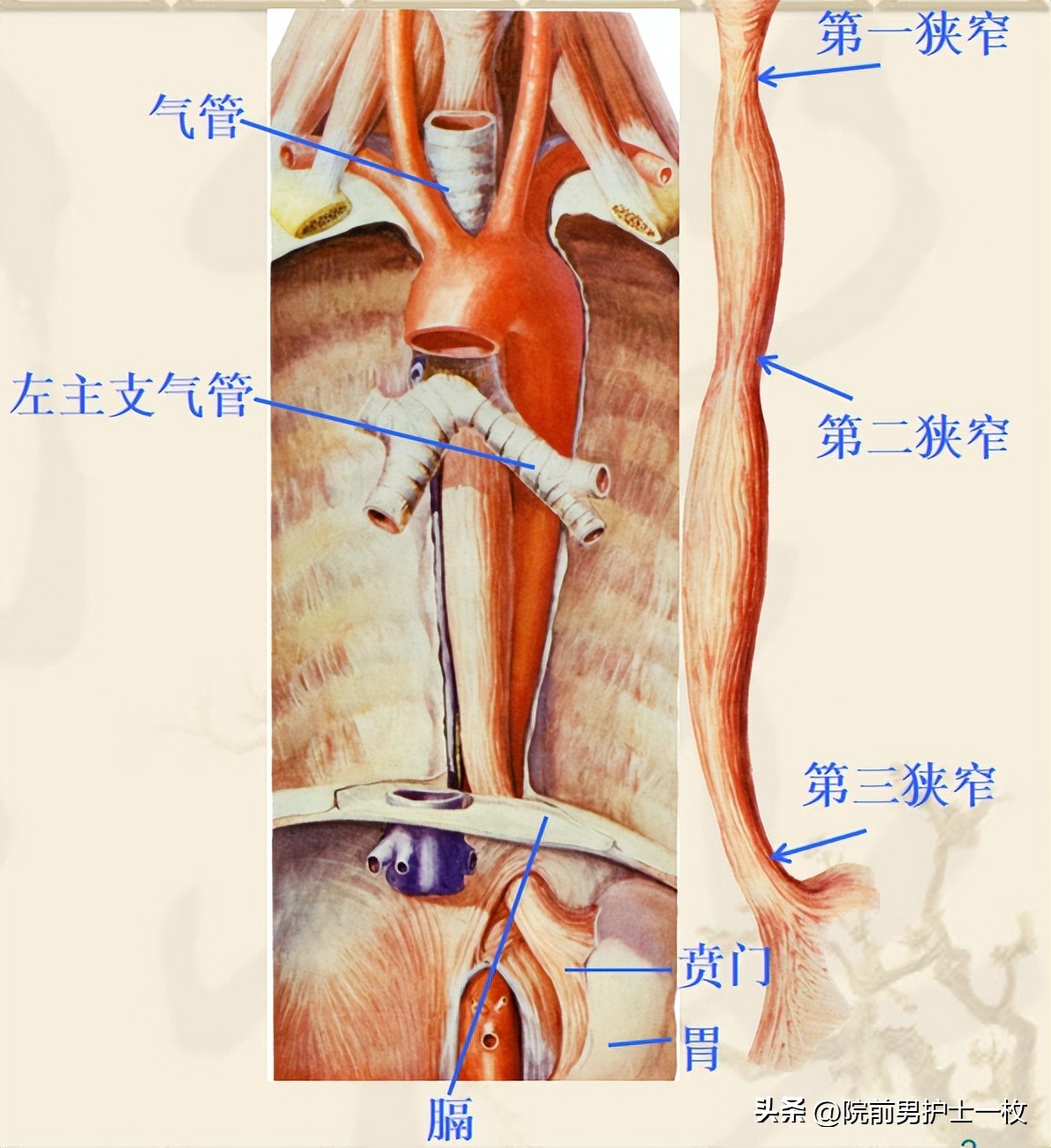 上消化道出血的病人的护理,消化道出血的原因及处理方法