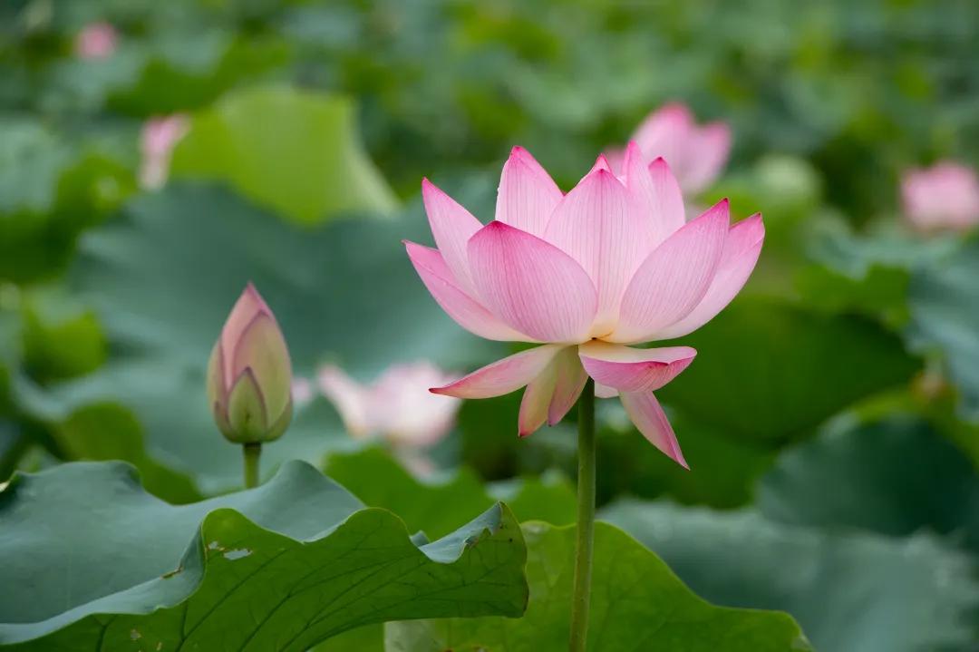 广州摘荔枝一日游最佳路线,从化自驾游荔枝采摘园