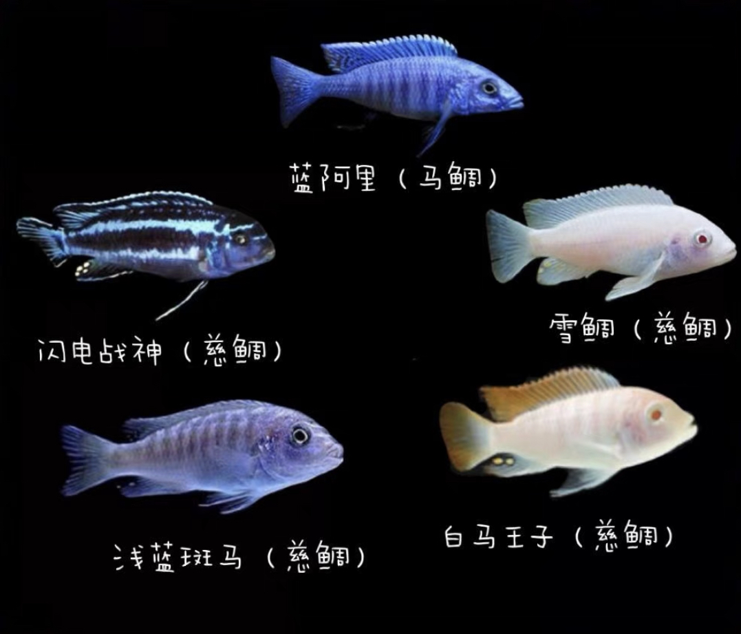 三湖慈鲷萨伊蓝喂食一次喂多少,三湖慈鲷大鱼和小鱼一起如何喂食