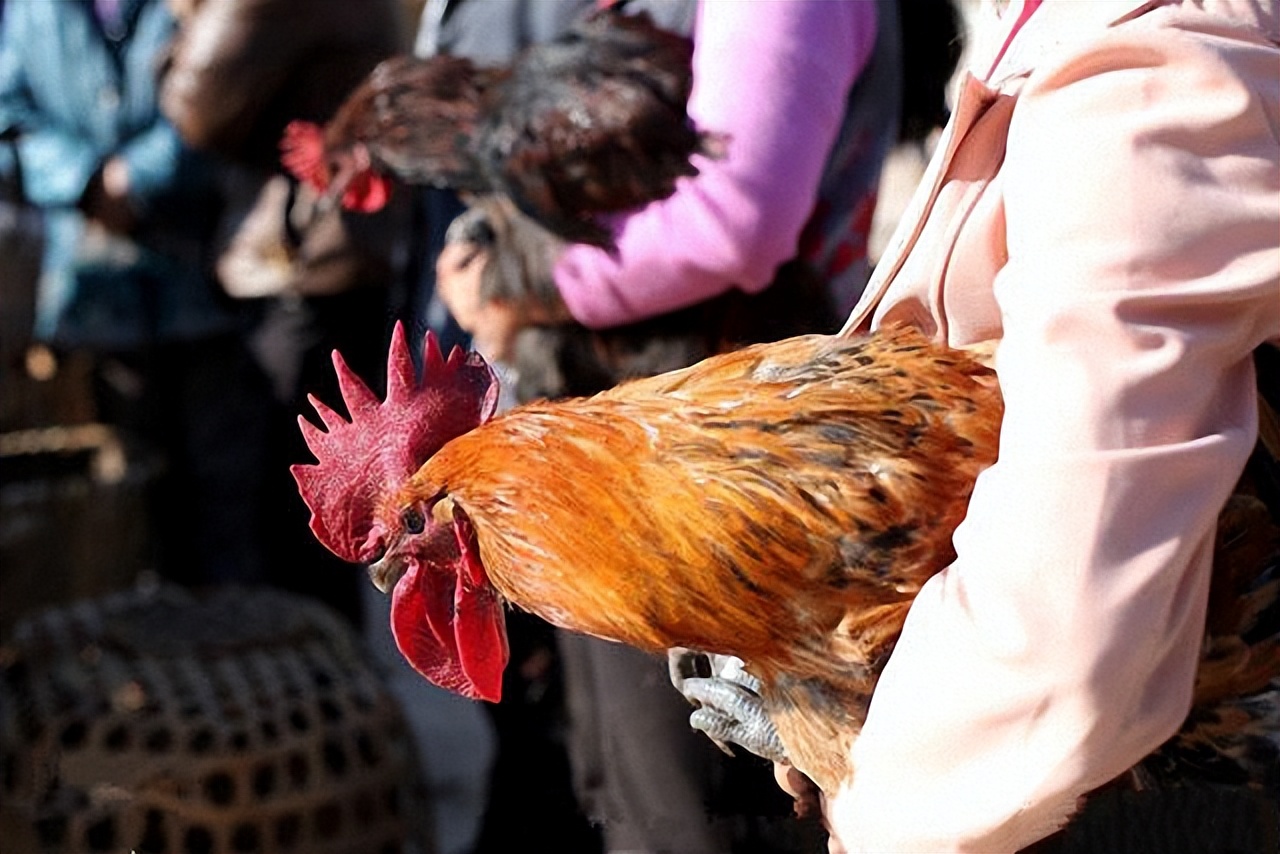六十年代流行十年的打鸡血疗法,打鸡血真的有效吗