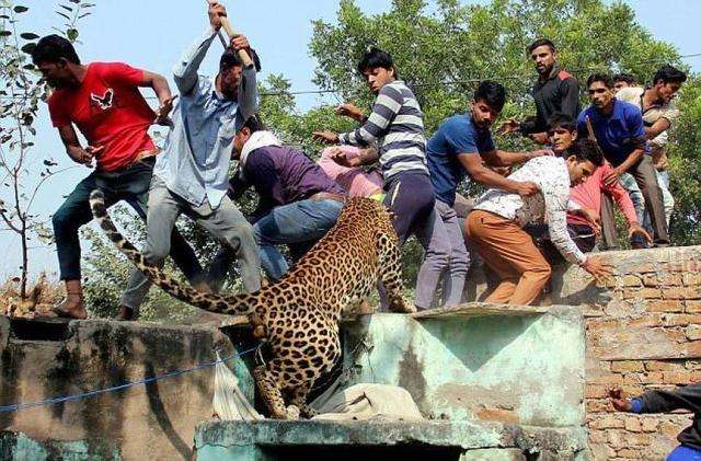 印度发生狗猴子大战,猴子被藏獒暴打