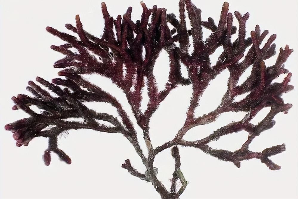 白手起家，进军地产业，“楼花”之父霍英东的传奇商业史