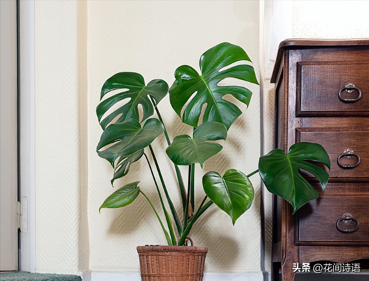 新房装修去甲醛最好的绿植,室内什么绿植去除甲醛效果最好