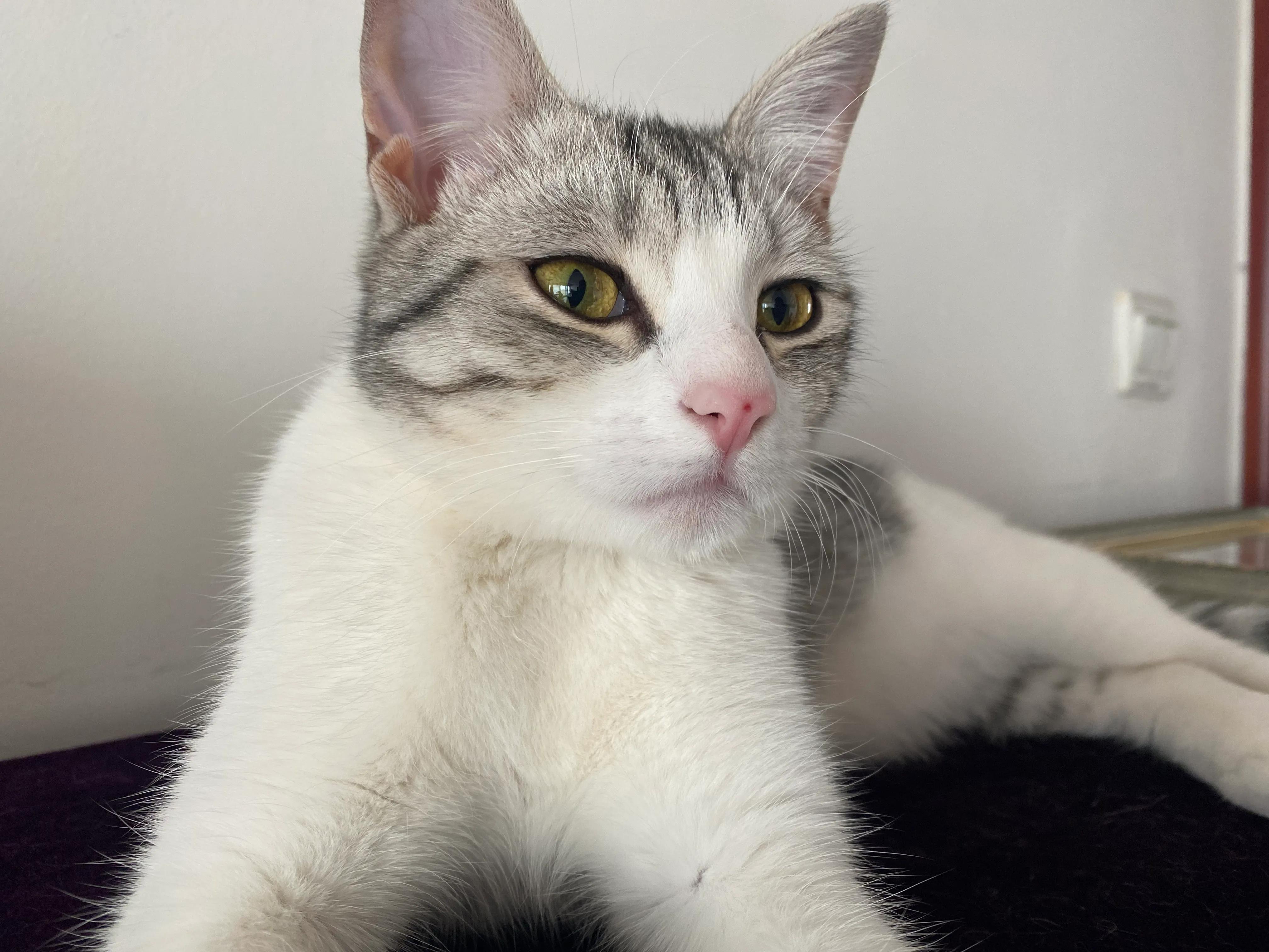 猫咪发情了怎么办？几个小妙招可以舒缓