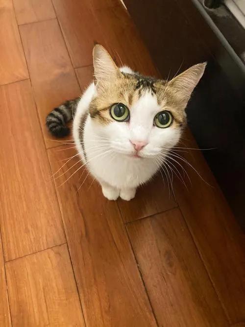 常见中华田园猫介绍,健康的田园猫有什么特征呢