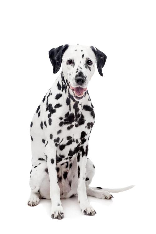 斑点狗杂交拉布拉多,杂交的斑点狗是什么样的啊