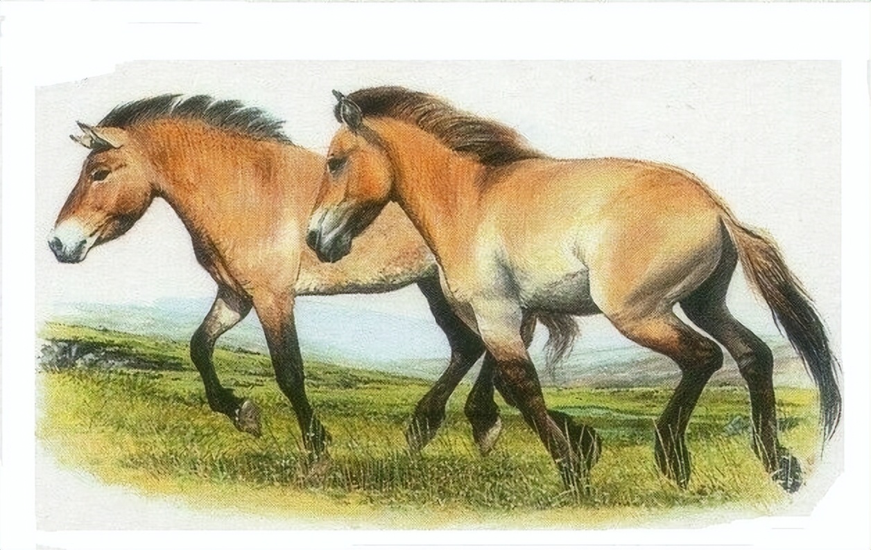 漫话普洱茶,漫话