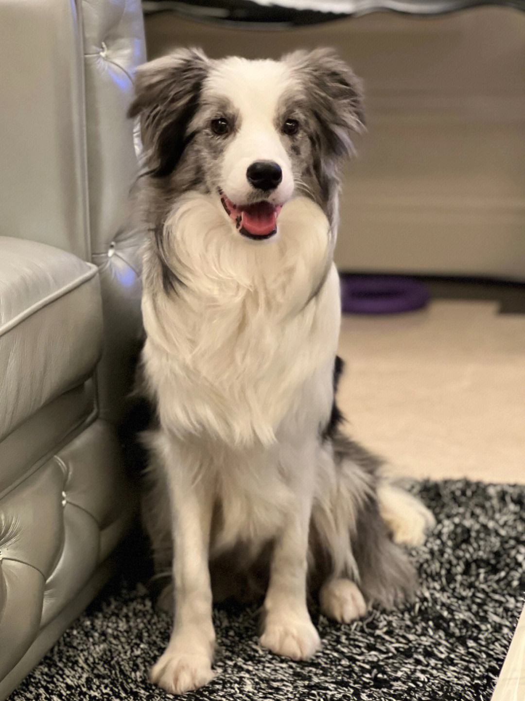 狗界寿命短的9种狗,狗狗的寿命最多能活多久