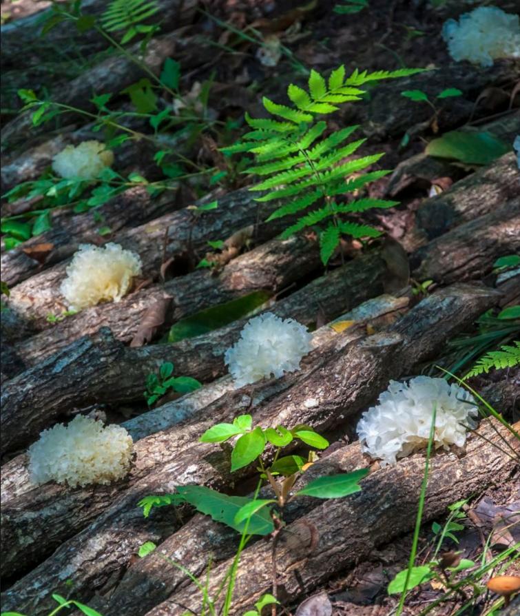 天府旅游名县通江,巴中通江旅游环线