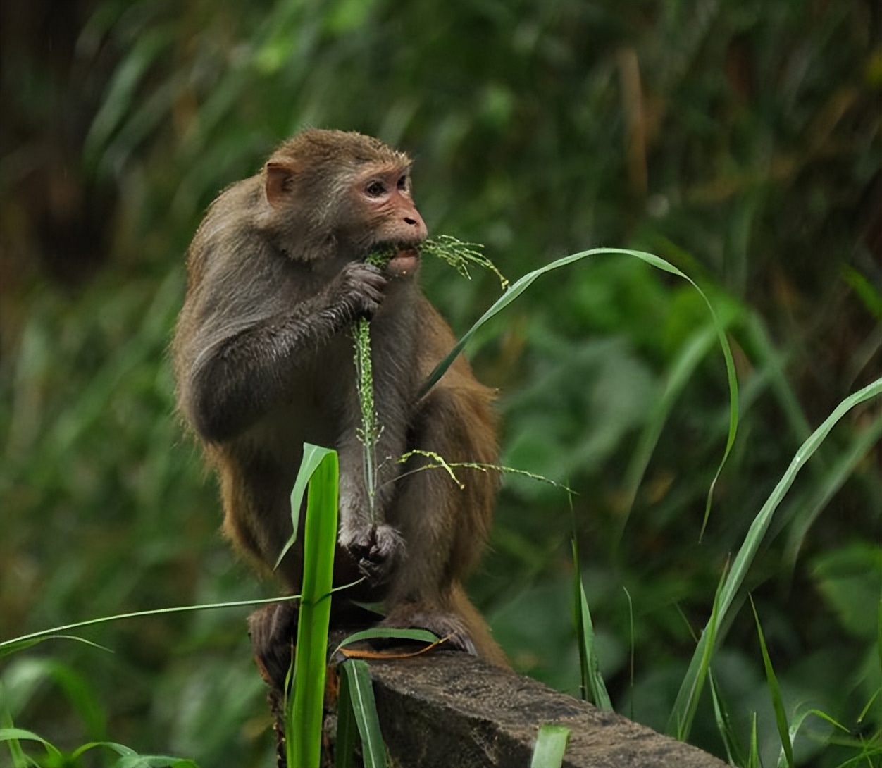 云南所有稀有动物猴子,云南稀有野生动物猴子