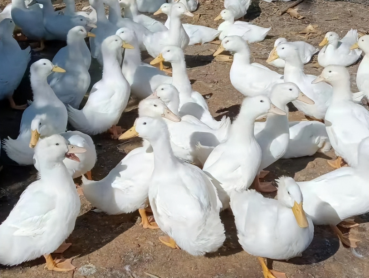鸭子中暑了土办法,鸭子高温中暑怎么治