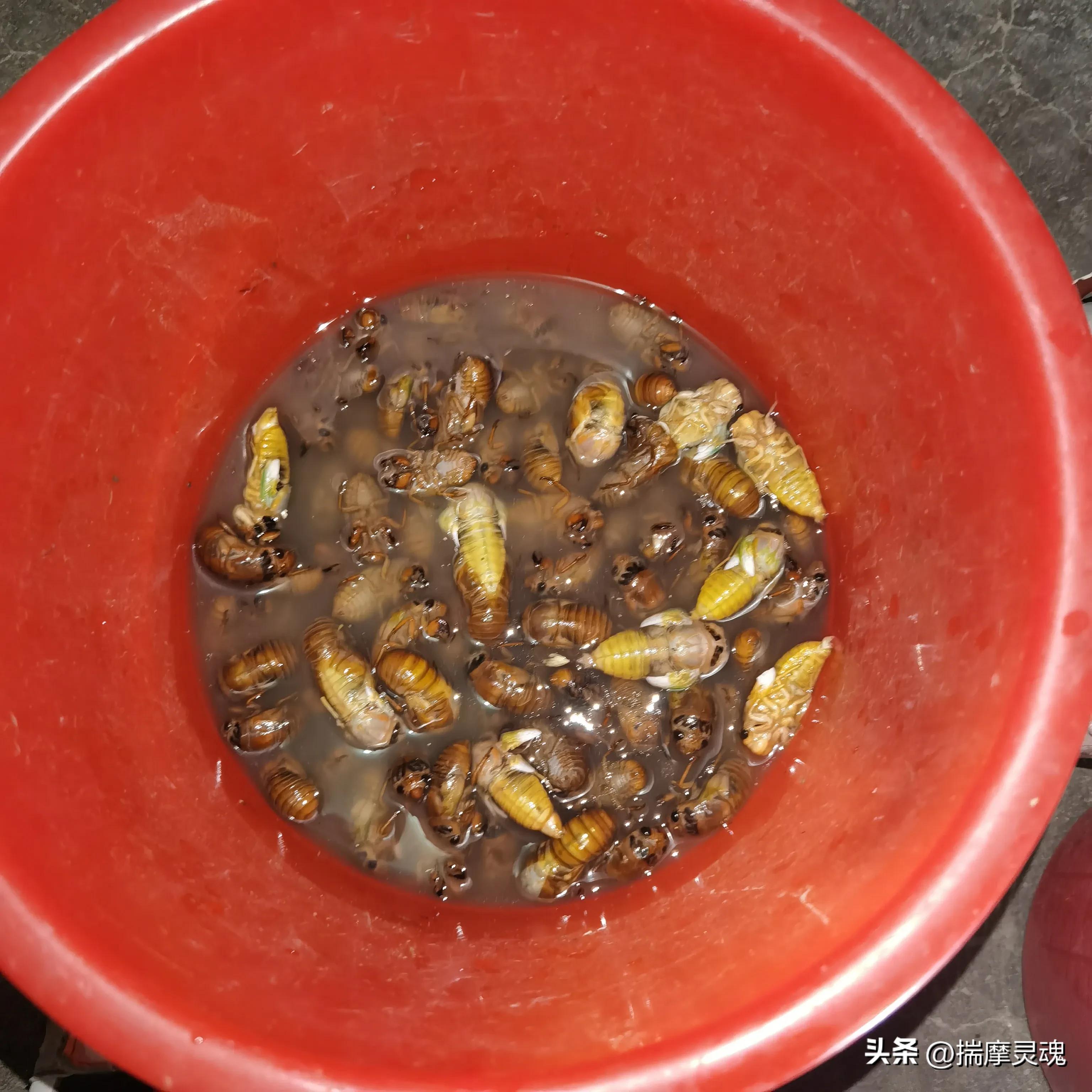 街溜子在临沂叫什么,街上耍猴子的猴子是哪里来的