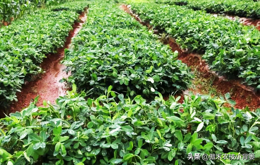 花生种植巧浇水，既能促根壮苗棵，又能促进开花结荚多收花生果