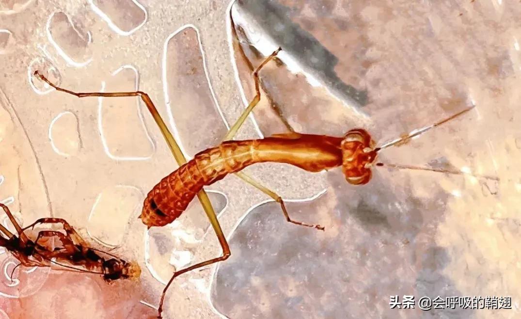 螳螂养殖报告,螳螂饲养观察记录表