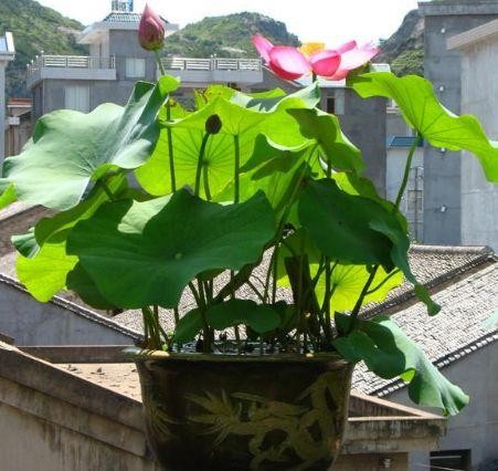 盆栽植物大型好养吸甲醛,甲醛最怕3种花