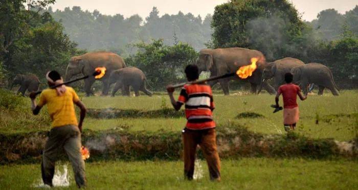 泰国大象发怒伤人视频,泰国大象杀死主人后逃走