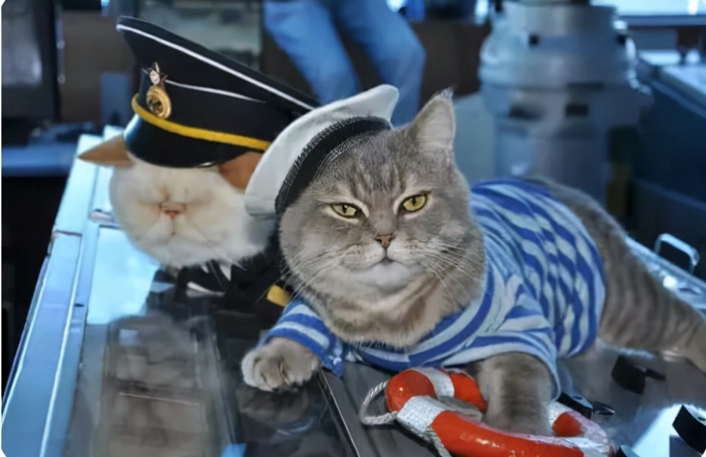 猫咪冻干营养猫粮排行榜,猫咪冻干零食排行榜前十名