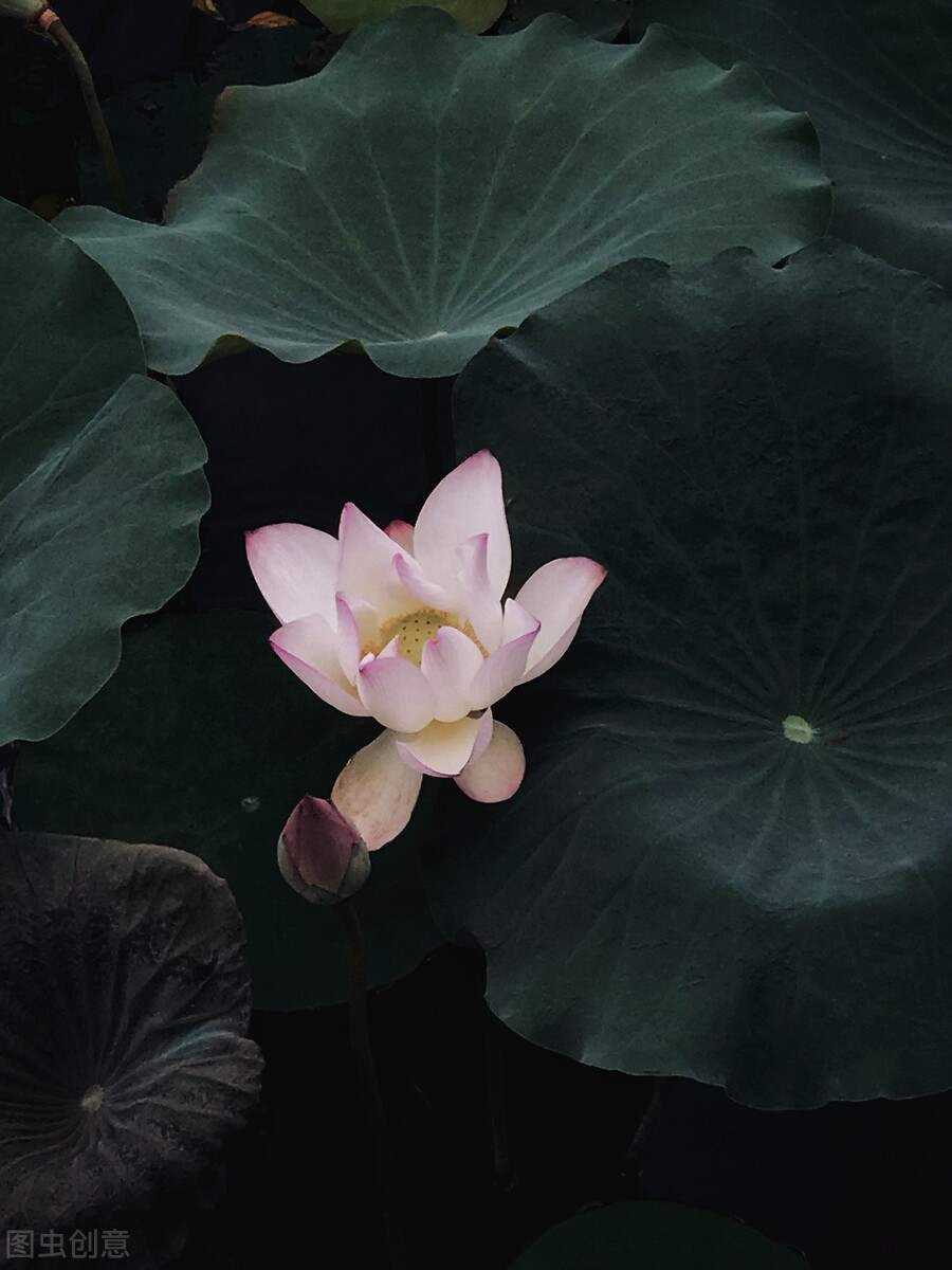荷花图片禅意荷花,最美意境荷花图片大全