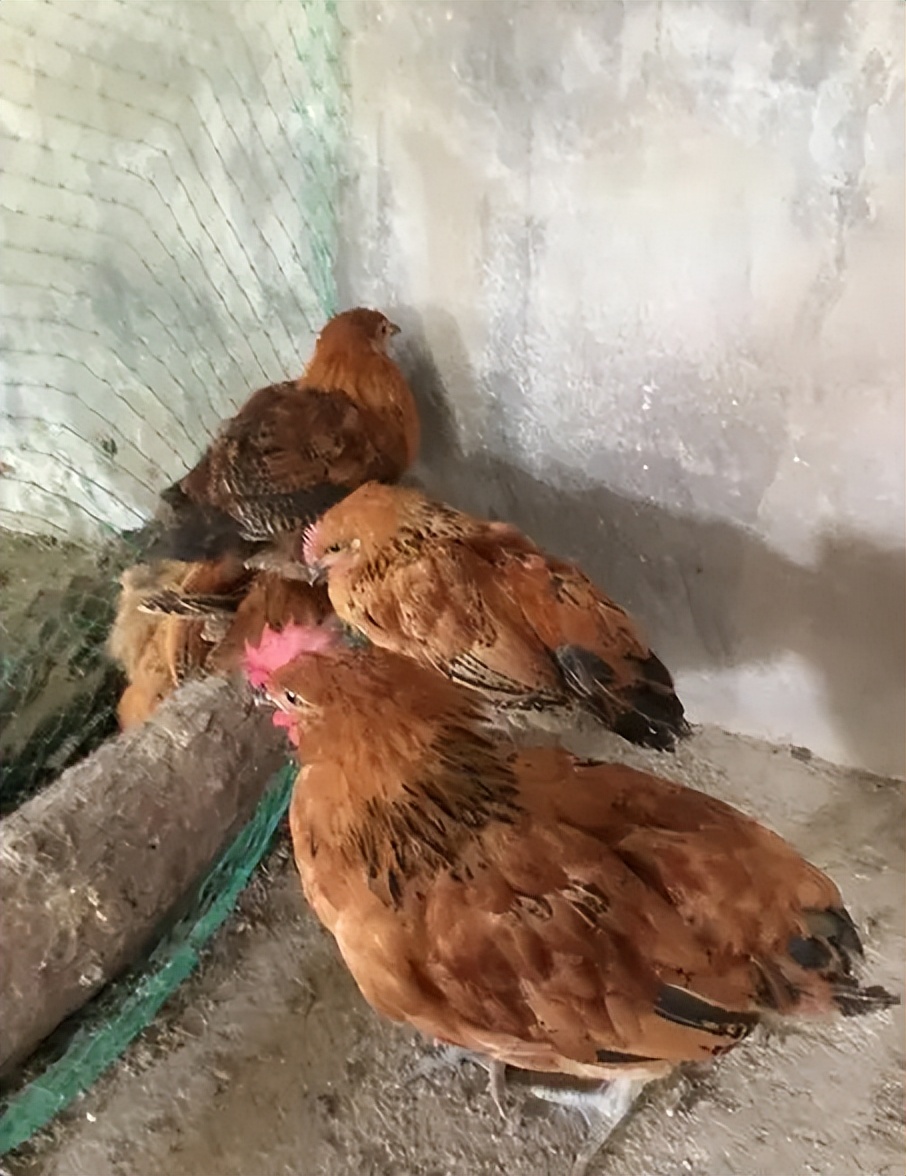 鸡拉绿色粪便是什么病怎么治,鸡拉白色的粪便是什么原因