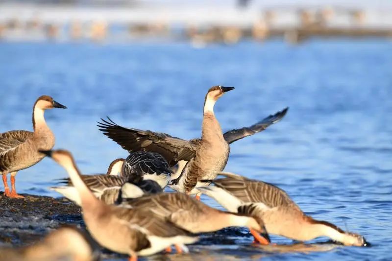 周末去哪玩推荐沈阳,周一游玩沈阳攻略