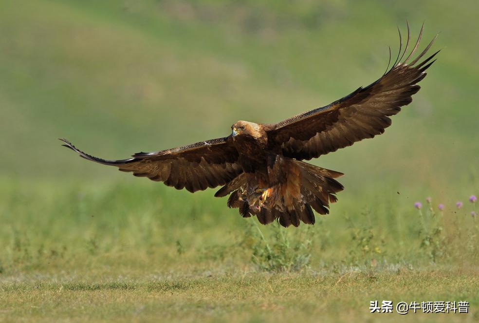 最厉害猛禽是什么鸟,世界十大猛禽实力排名虎雕