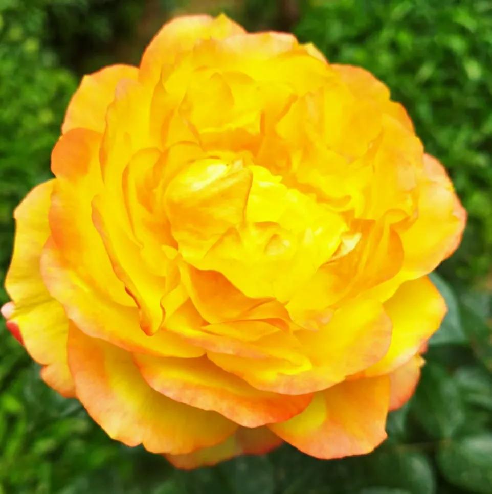 淄博领克4s店直播,淄博松林哥