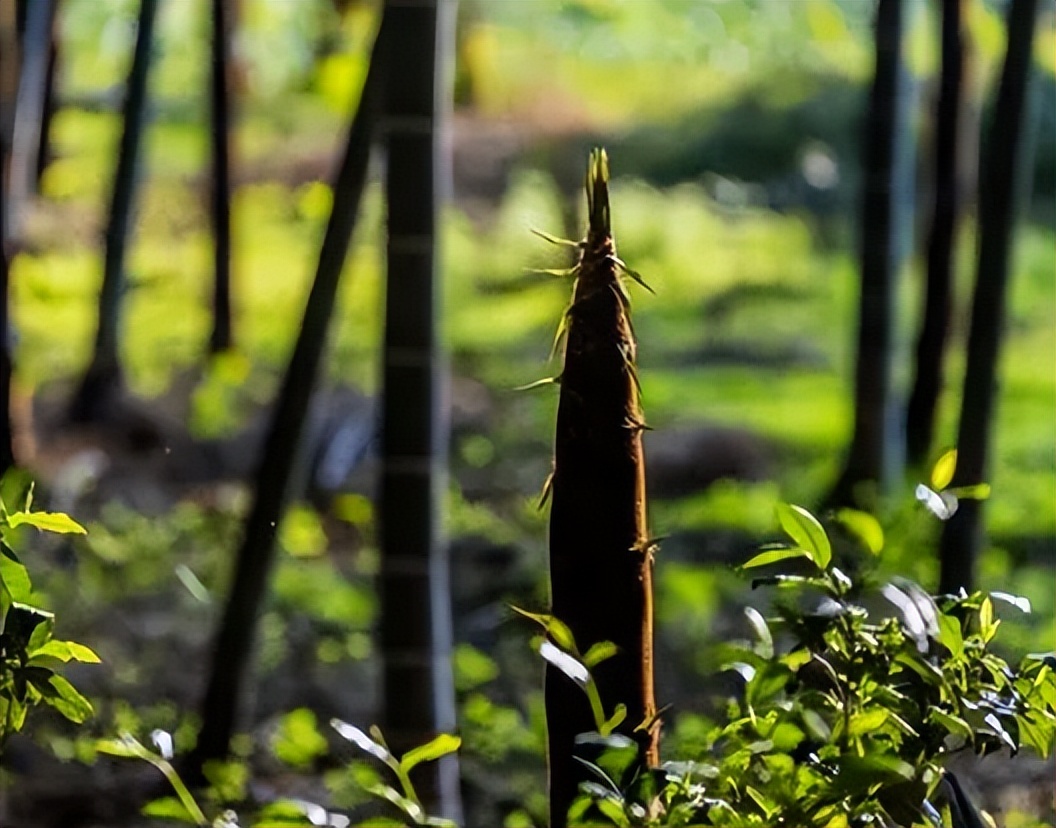 初夏新笋,关于竹笋的诗词8首
